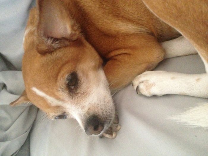 NWR: Show off your furbabies!