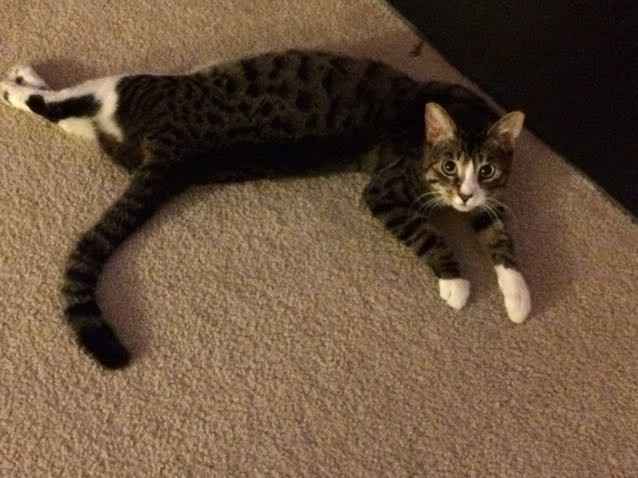 NWR: Silly pictures of your pets