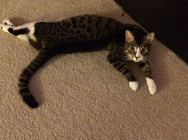 NWR: Silly pictures of your pets