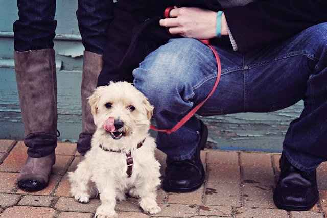 PSA - Martha Gives the Seal of Approval For Pooches of Honor & Wed Party Puppies