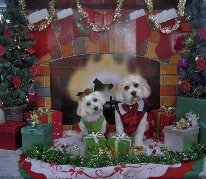 NWR: Show me your holiday spirit pets!