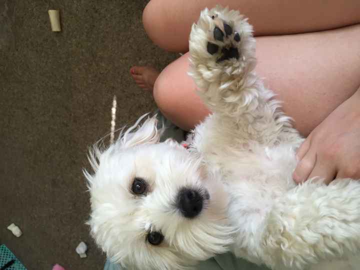 Got a new puppy, lets see a pic of your pets