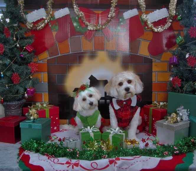 Pet PSA: No Holiday Plants!!!!!