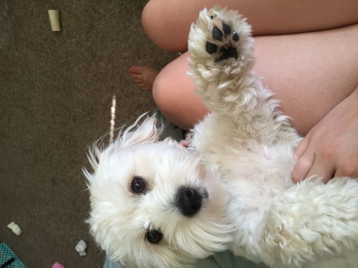Got a new puppy, lets see a pic of your pets