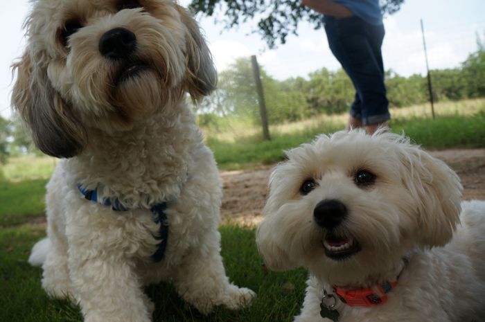 NWR: Fur-baby Fursday!