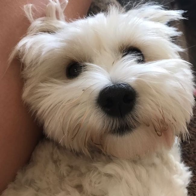 NWR- Furbaby Appreciation Post