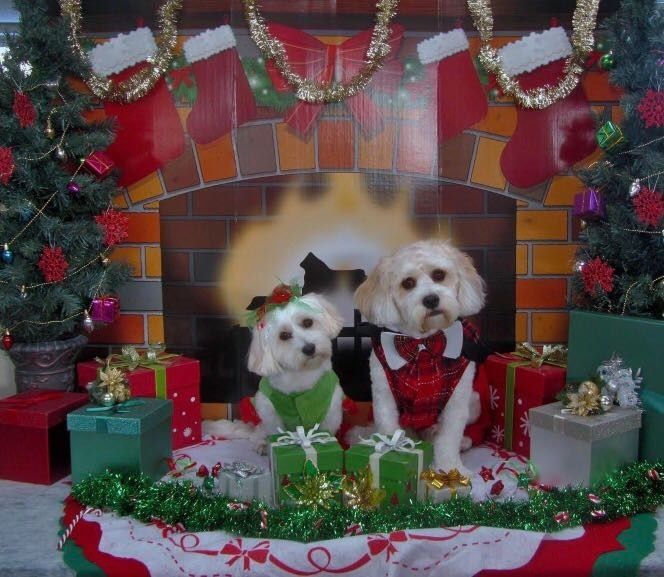 Pet PSA: No Holiday Plants!!!!!