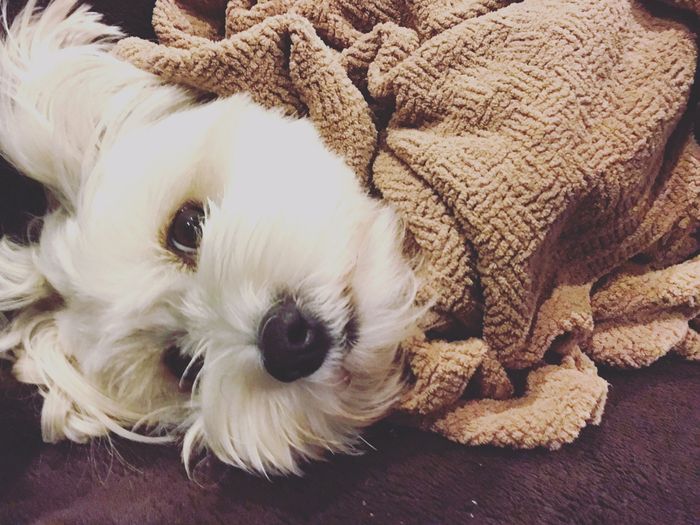 NWR: Puppy Friday!!