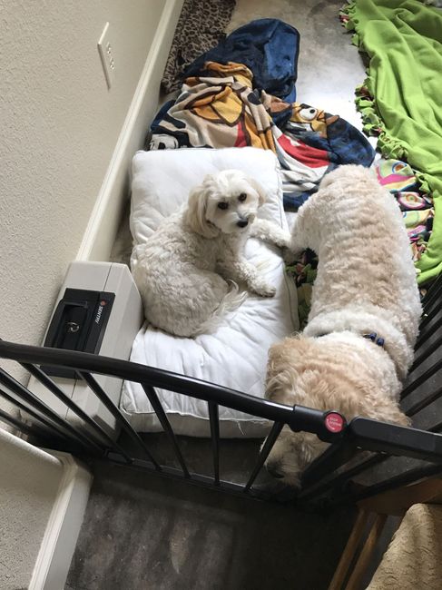NWR: Losing our husky