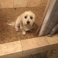 Puppies, puppies, and more puppies!!!