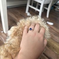 2024 Brides - Show us your ring! - 1