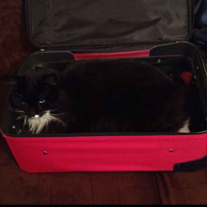 NWR: Tomorrow is National Cat Day!