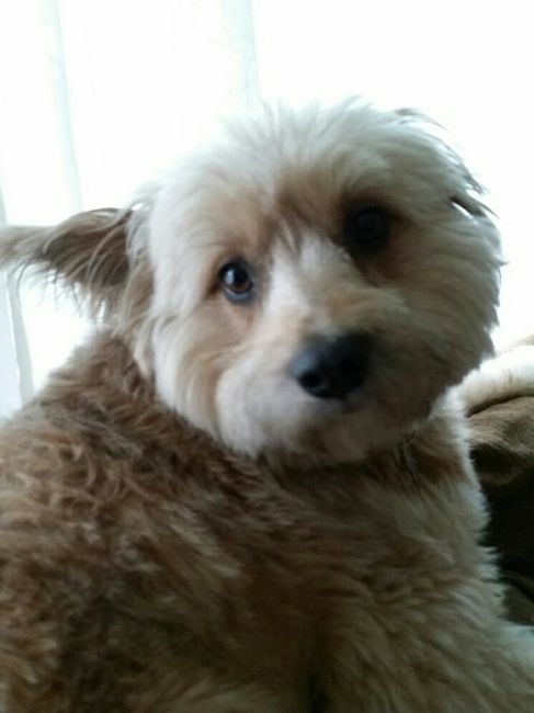 Sick and need cheering up--show me your Fur babies!
