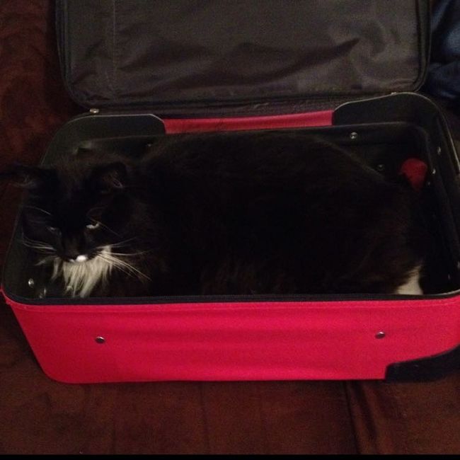 NWR: Tomorrow is National Cat Day!