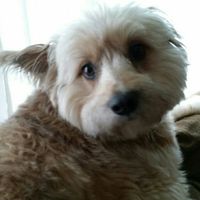 Sick and need cheering up--show me your Fur babies!