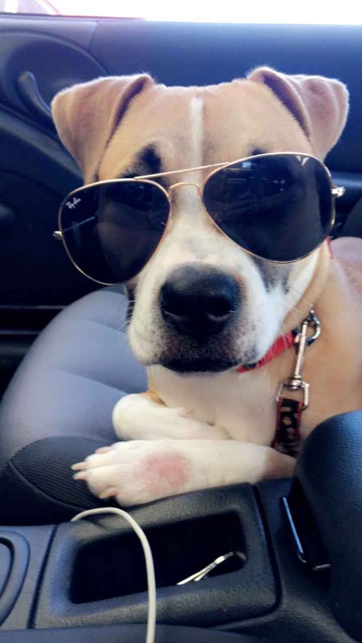 Let me see those fur babies!