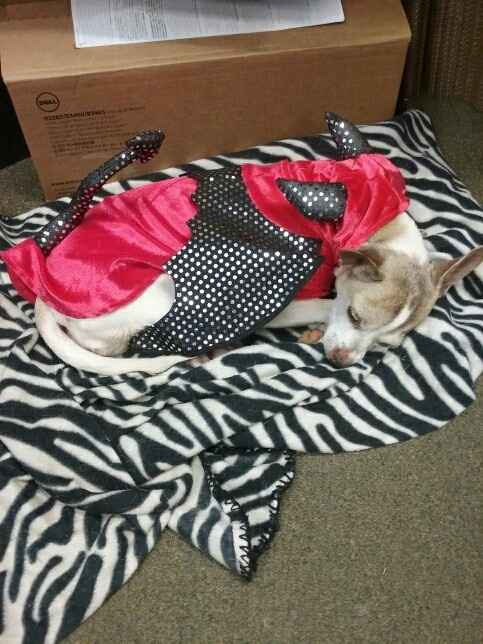 NWR Show us your Halloween Pets!