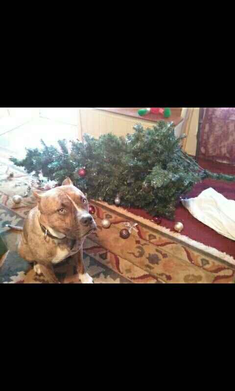 NWR - xmas pictures with fur-babies!