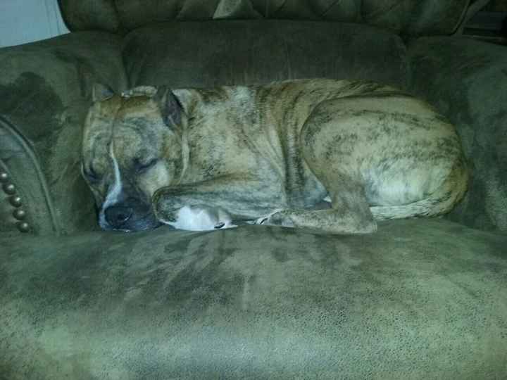 Nwr - Worried about my dogs!