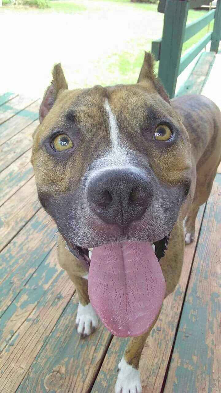 NWR Need puppy prayers! UPDATE!!