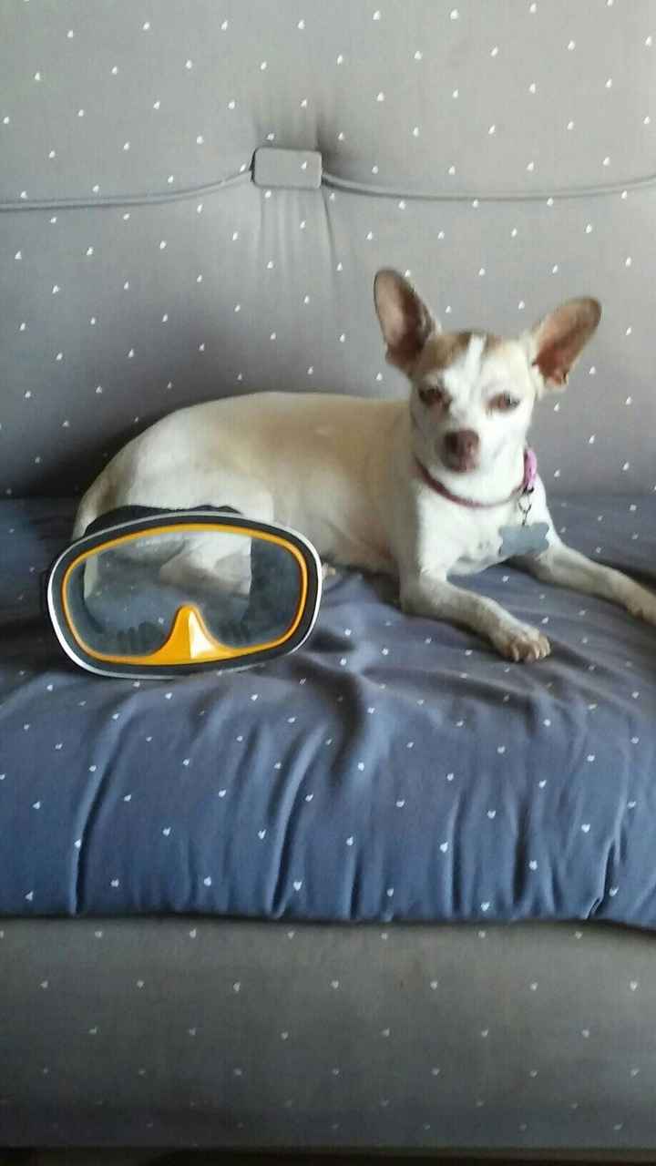 NWR: National Dog Day!