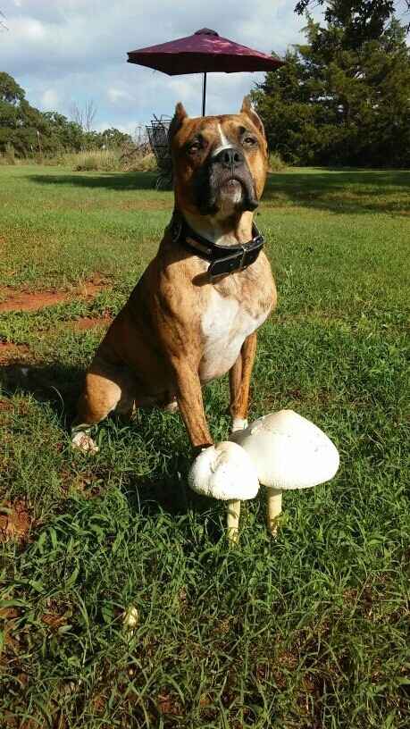 NWR: National Dog Day!