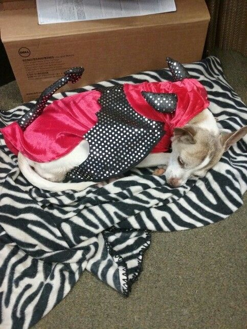 NWR Show us your Halloween Pets!