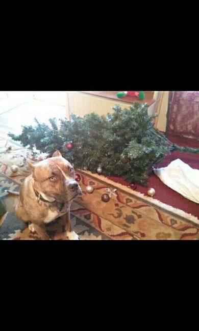 NWR - xmas pictures with fur-babies!