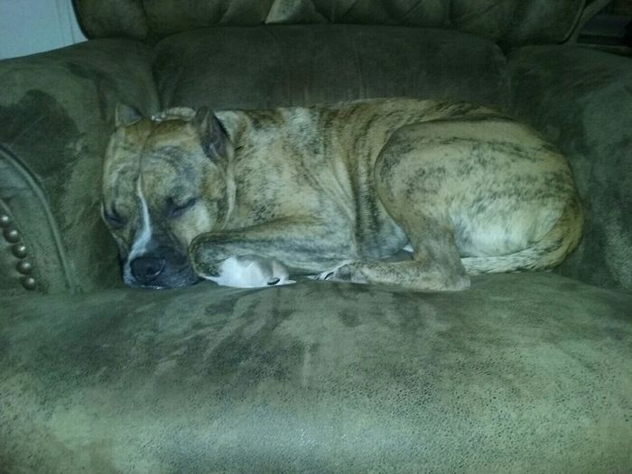 Nwr - Worried about my dogs!