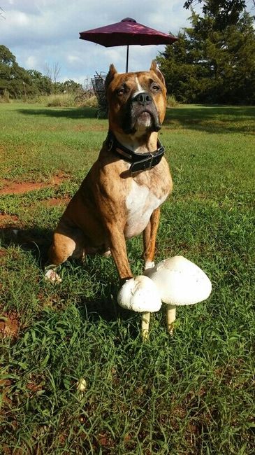NWR: National Dog Day!