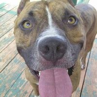 NWR Need puppy prayers! UPDATE!!