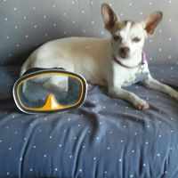 NWR: National Dog Day!