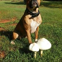 NWR: National Dog Day!