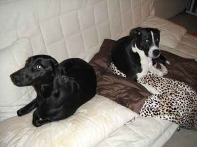 Ode to dogs