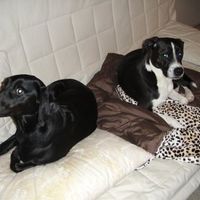 Ode to dogs