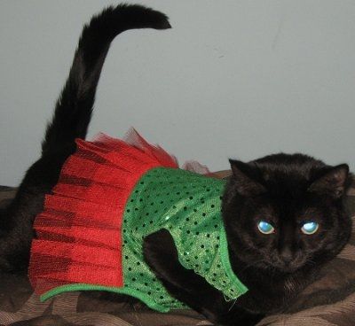 PR - Pet Related!
