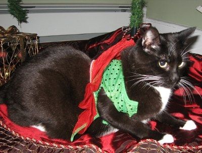 PR - Pet Related!