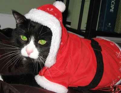 PR - Pet Related!