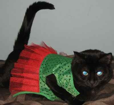 PR - Pet Related!