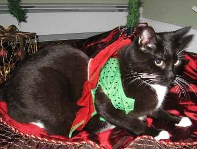 PR - Pet Related!