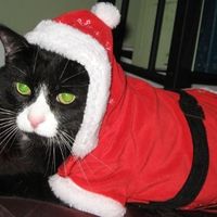 PR - Pet Related!