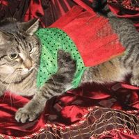 PR - Pet Related!