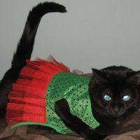 PR - Pet Related!