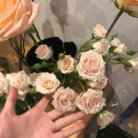 Florist quality Mikado Spray Roses - as big as grocery store standard roses