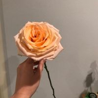 Giant Tiffany from the wholesaler
