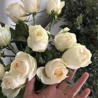 TJ's Vendela Roses - much smaller, less full, some imperfect rosettes