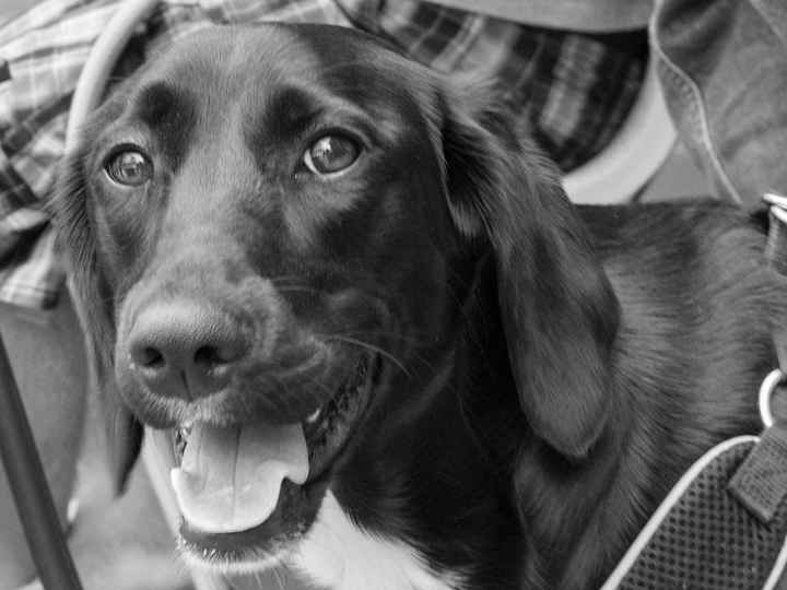 NWR: Fur baby thread!