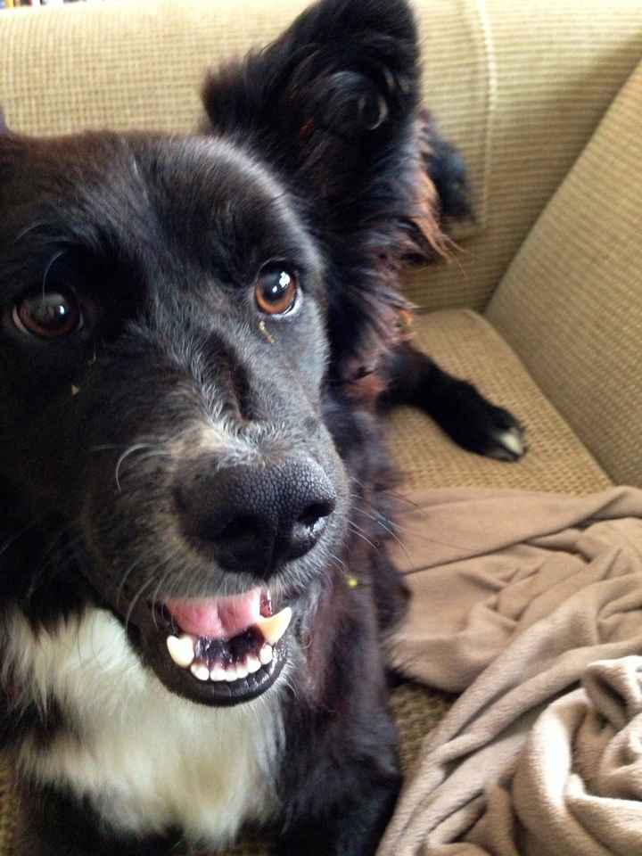 NWR Happy Fursday! Show me your fur babies!