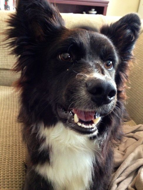 NWR: Pics of your pets :)