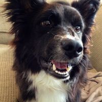 NWR Show me your furbabies